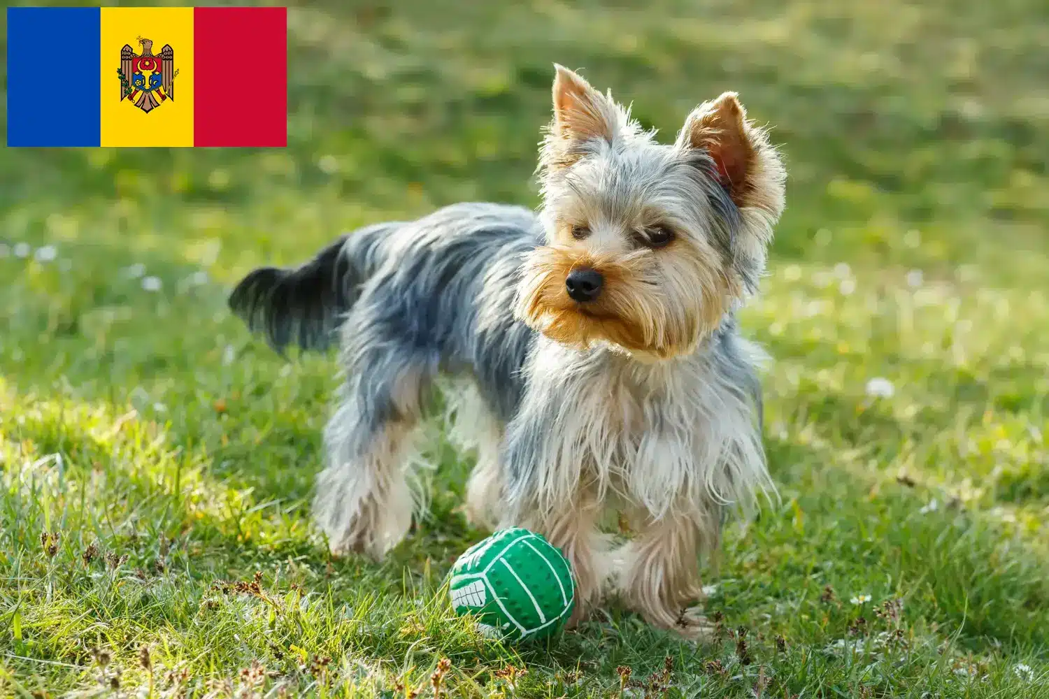 Yorkshire Terrier kölykök és tenyésztők Moldova Köztársaság Itt találsz Yorkshire Terrier tenyésztőket Moldova Köztársaság területén.