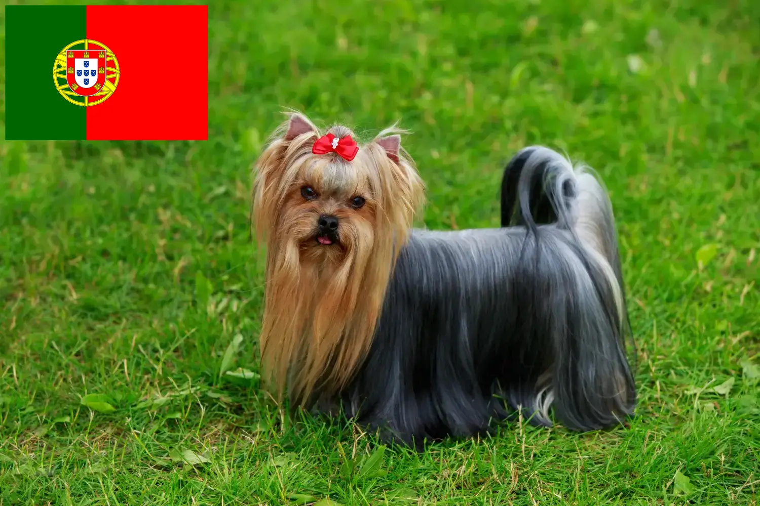 Yorkshire terrier kölykök és tenyésztők Portugália Yorkshire terrier tenyésztőket Portugáliában itt találsz.