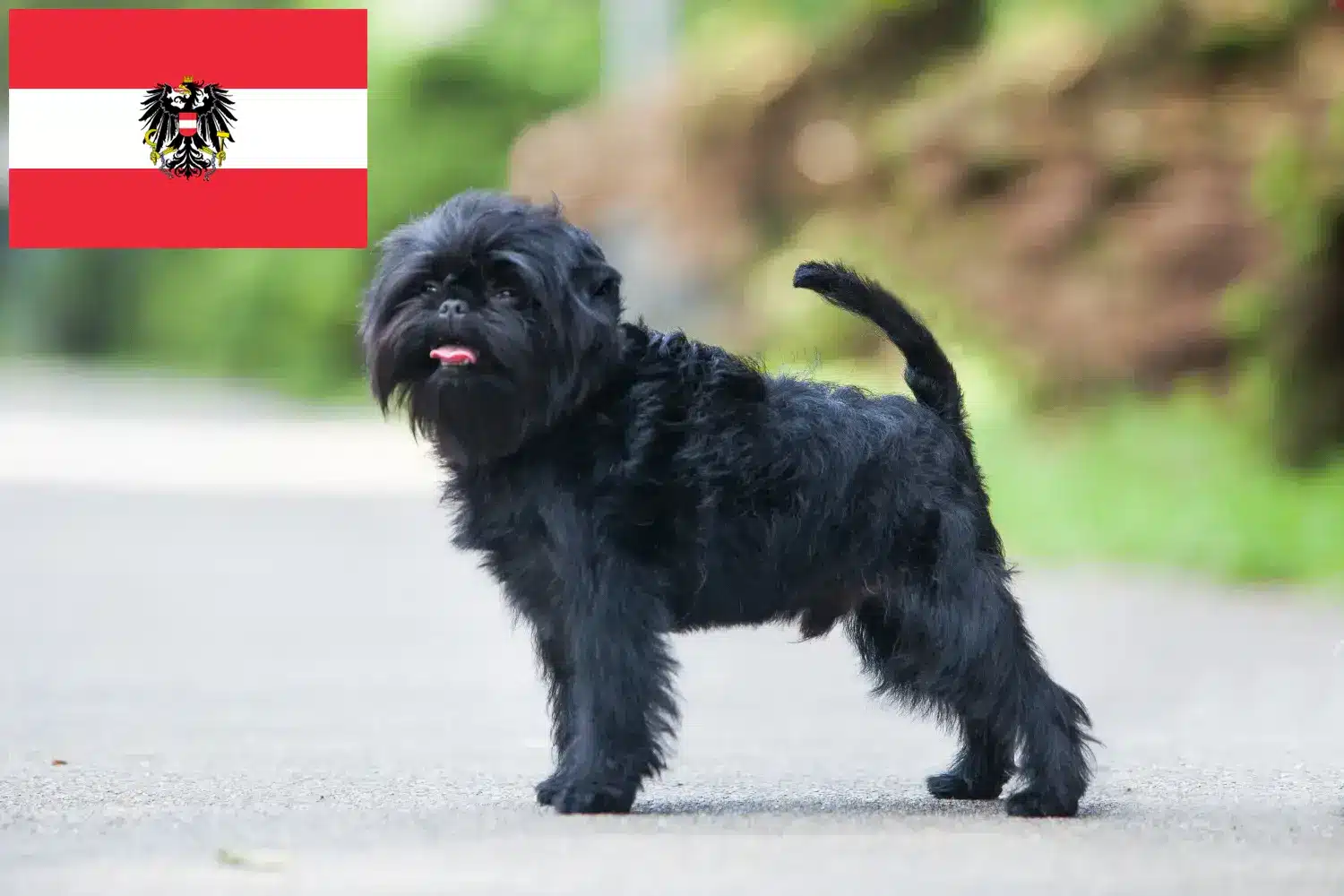 Affenpinscher kiskutyák és tenyésztők Ausztria Itt találhat Affenpinscher tenyésztőket Ausztriában.