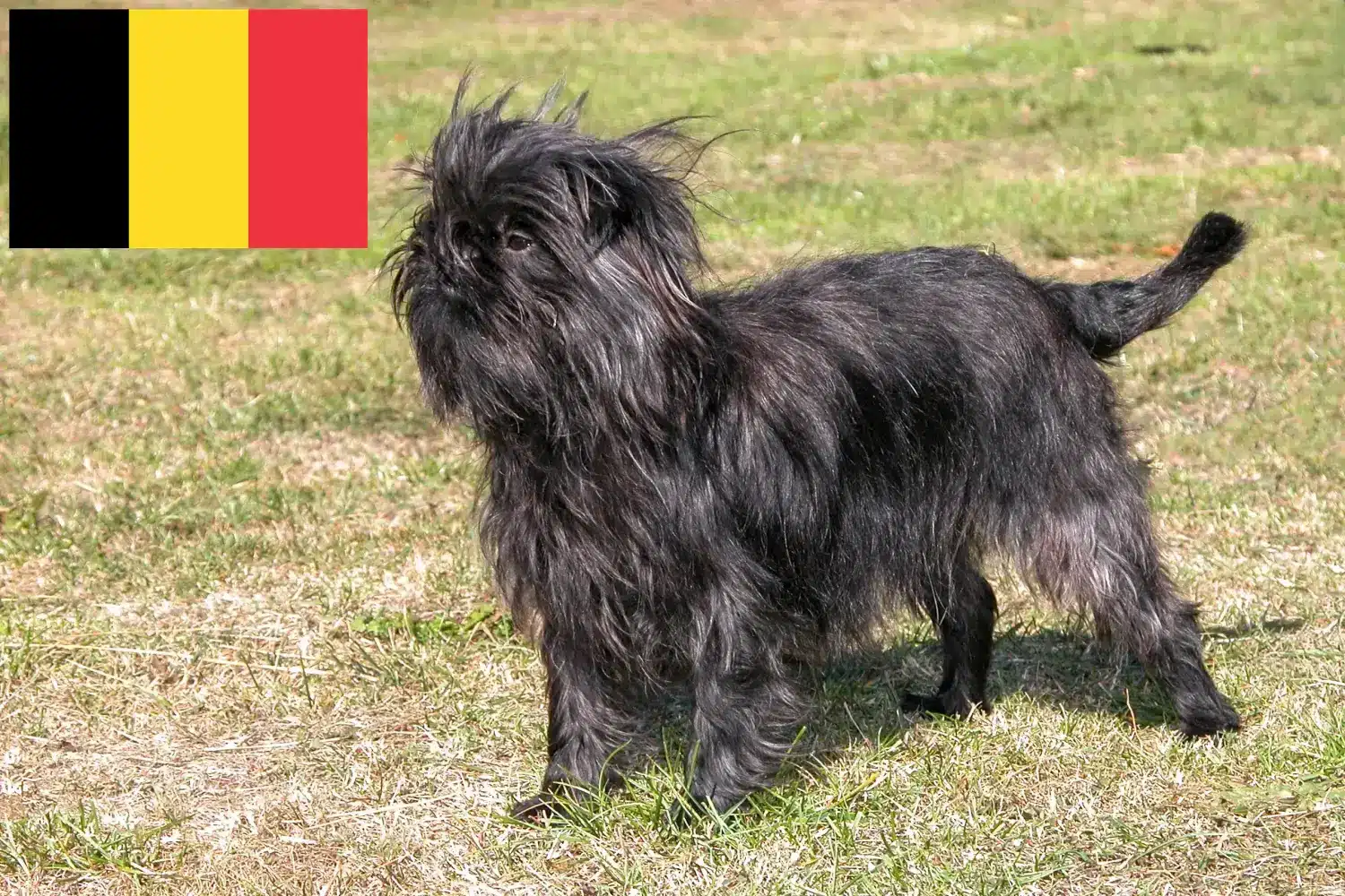 Affenpinscher kiskutyák és tenyésztők Belgium Itt talál Affenpinscher tenyésztőket Belgiumban.