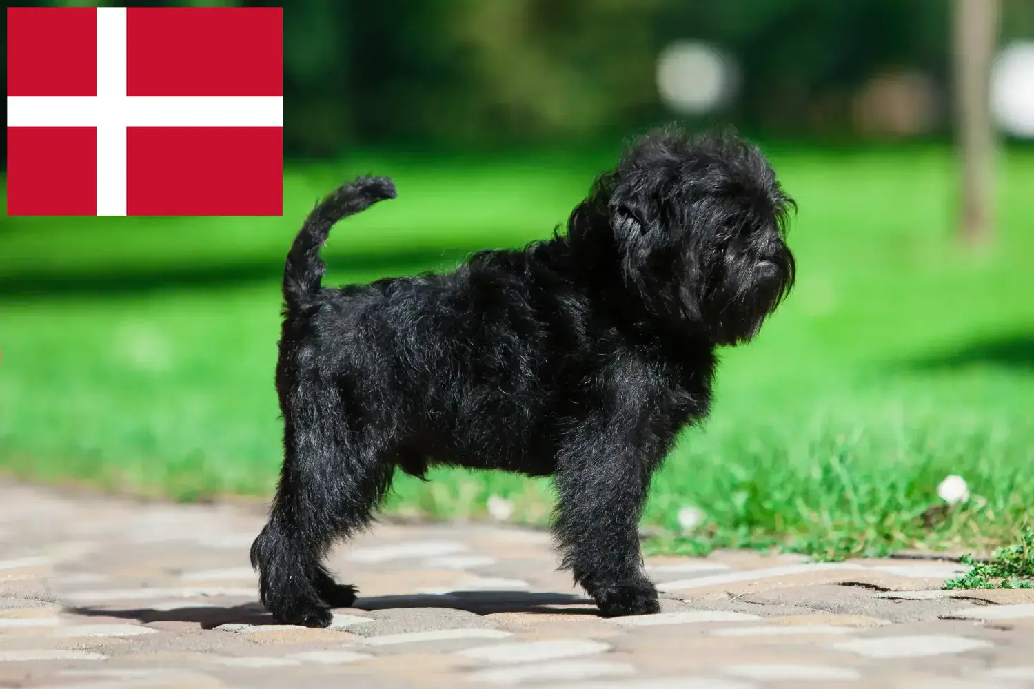 Affenpinscher kiskutyák és tenyésztők Dánia Itt talál Affenpinscher tenyésztőket Dániában.
