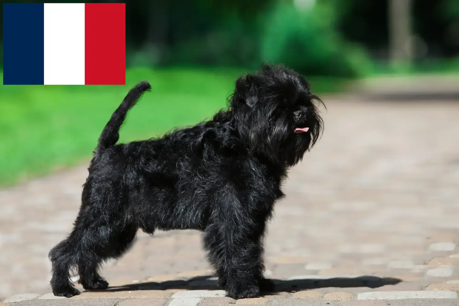 Affenpinscher kiskutyák és tenyésztők Franciaország Itt találhat Affenpinscher tenyésztőket Franciaországban.