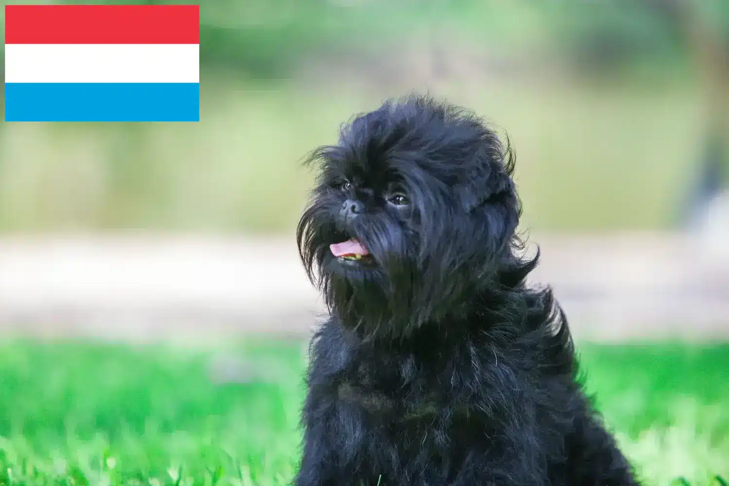 Affenpinscher kiskutyák és tenyésztők Luxemburg Itt talál Affenpinscher tenyésztőket Luxemburgban.