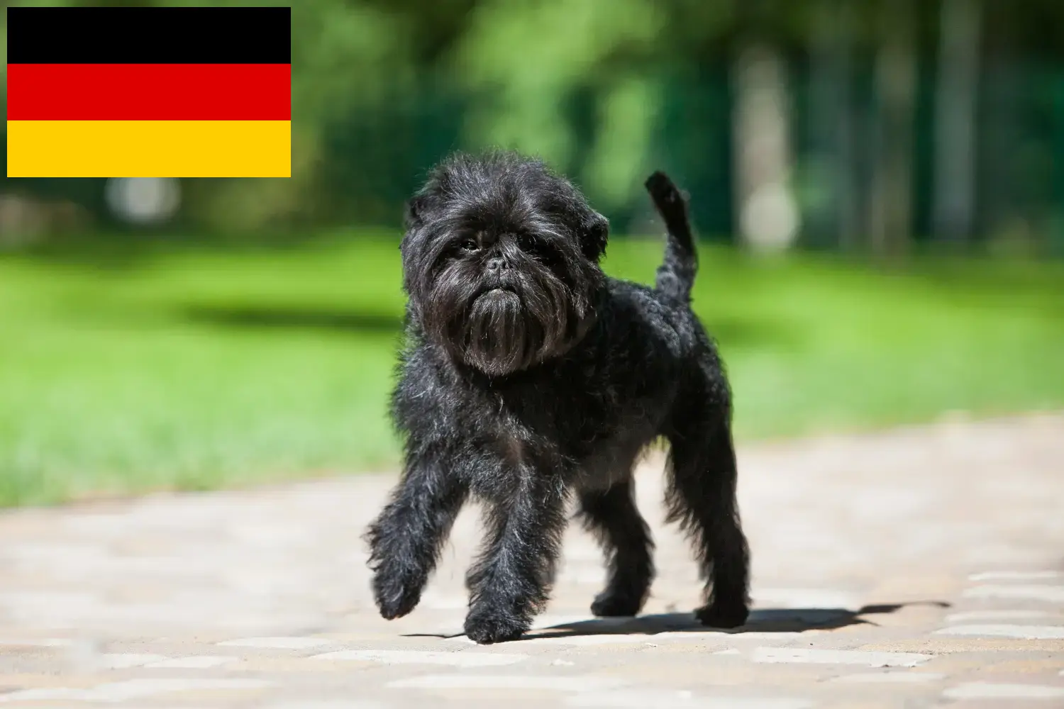 Affenpinscher kiskutyák és tenyésztők Németország Itt találhat Affenpinscher tenyésztőket Németországban.