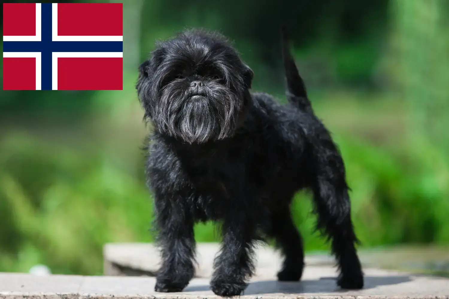 Affenpinscher kiskutyák és tenyésztők Norvégia Itt talál Affenpinscher tenyésztőket Norvégiában.