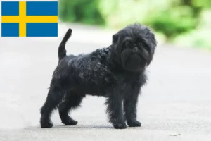 Read more about the article Affenpinscher tenyésztők és kölykök Svédországban