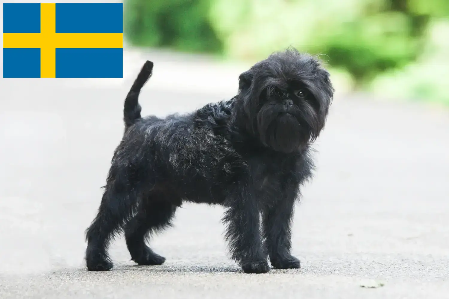 Affenpinscher kiskutyák és tenyésztők Svédországban Itt találhat Affenpinscher tenyésztőket Svédországban.