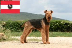 Read more about the article Airedale terrier tenyésztők és kölykök Ausztriában