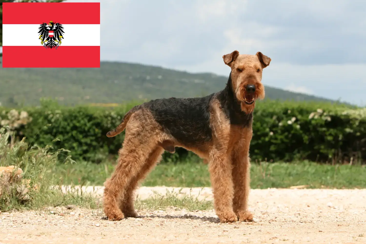 Airedale terrier kölykök és tenyésztők Ausztria Itt találhat Airedale terrier tenyésztőket Ausztriában.