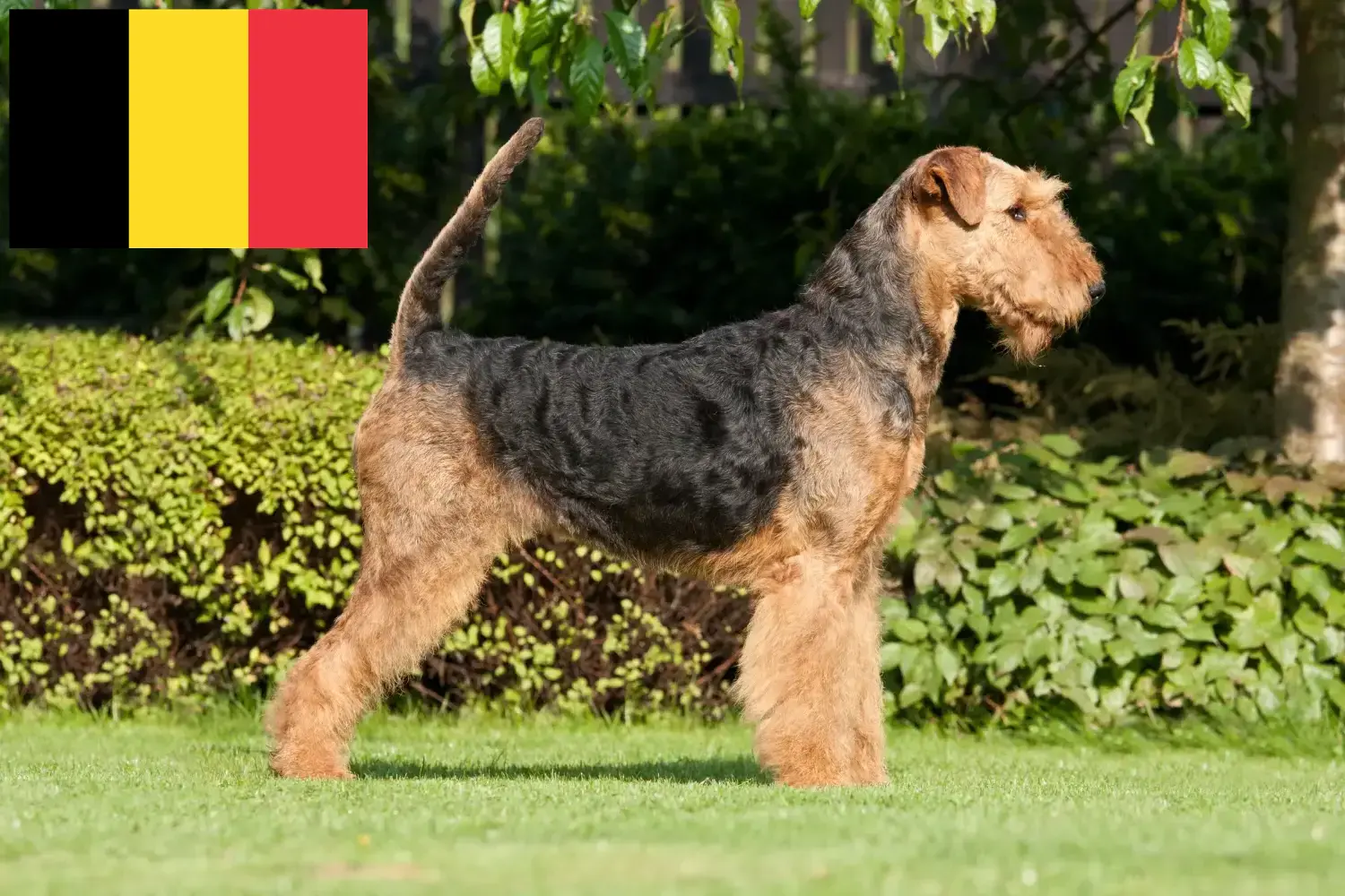 Airedale terrier kölykök és tenyésztők Belgium Találd meg az Airedale terrier tenyésztőket Belgiumban.