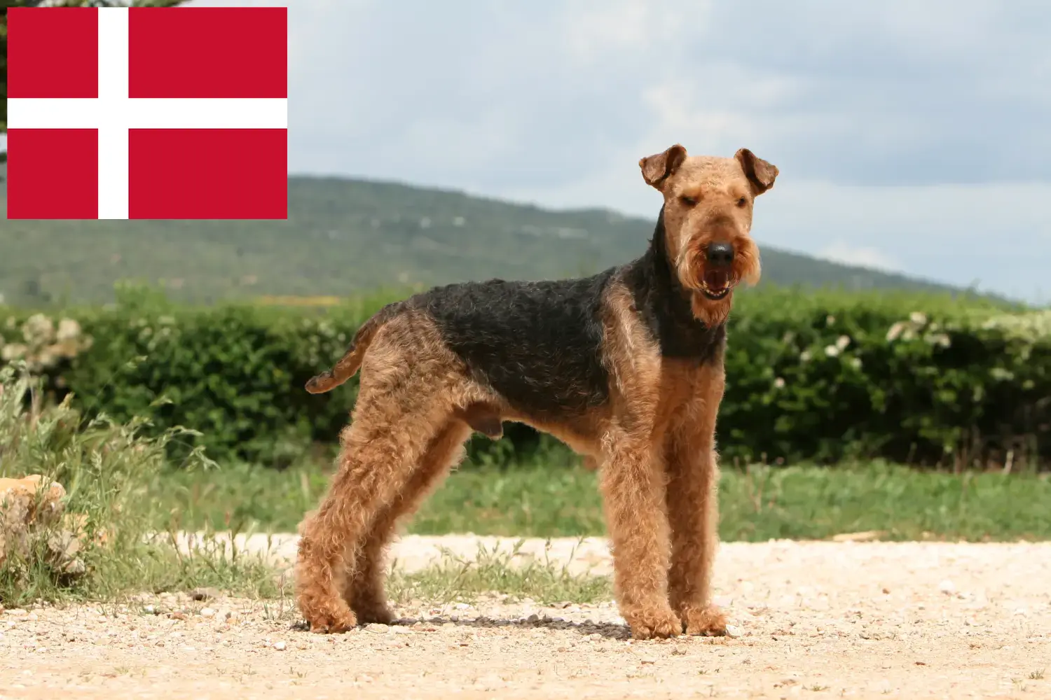Airedale terrier kölykök és tenyésztők Dánia Keress Airedale terrier tenyésztőket Dánia területén.