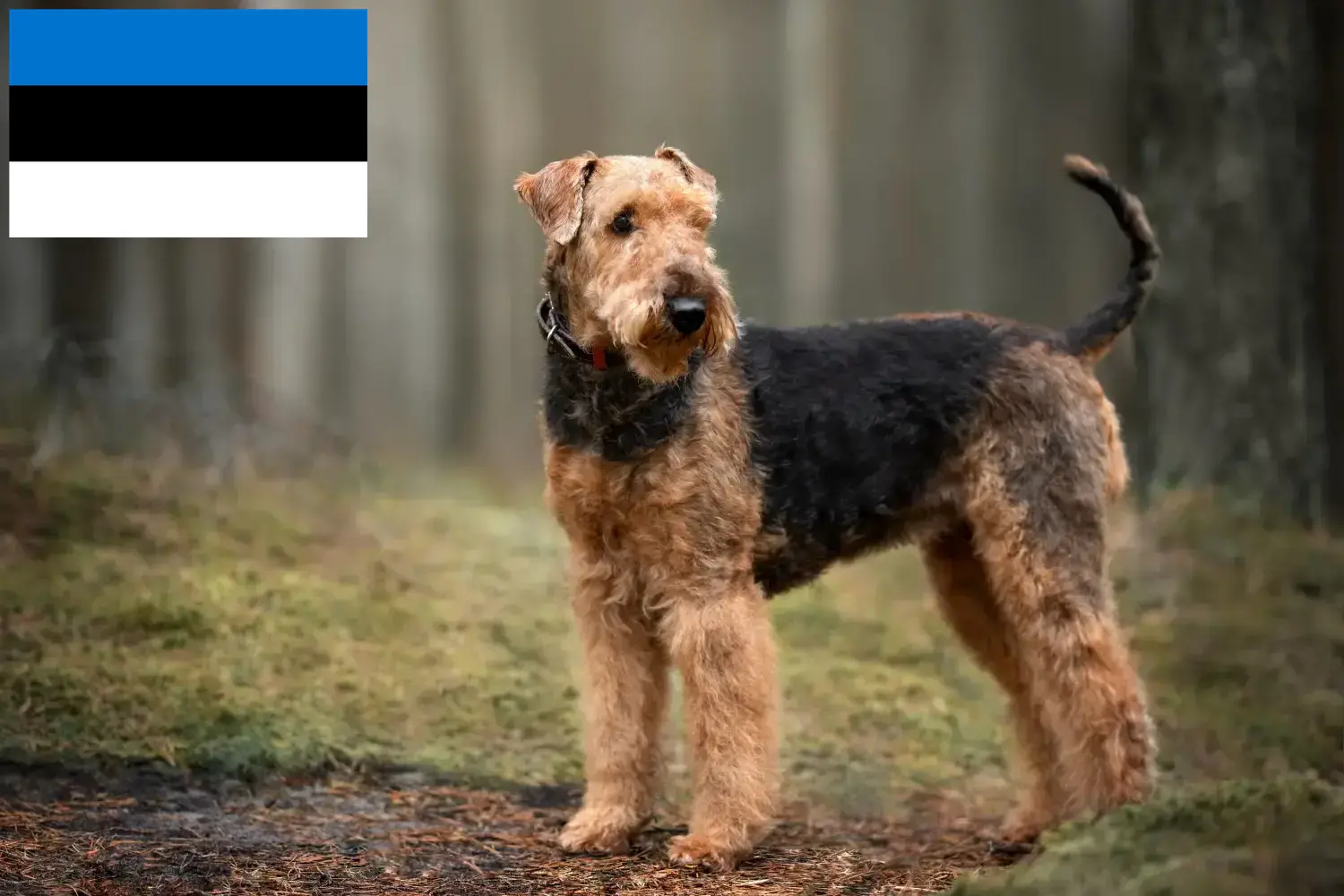 Airedale terrier kölykök és tenyésztők Észtországban Keress airedale terrier tenyésztőket Észtországban.