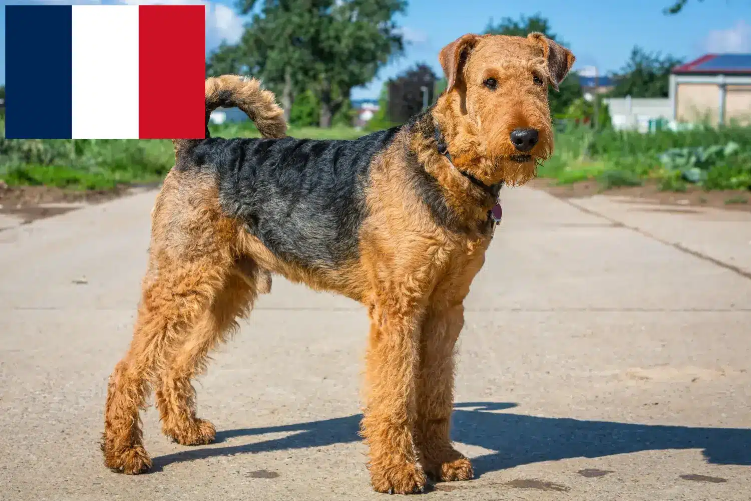 Airedale terrier kölykök és tenyésztők Franciaország Találd meg az Airedale terrier tenyésztőket Franciaországban.