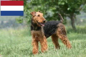 Read more about the article Airedale terrier tenyésztők és kölykök Hollandiában