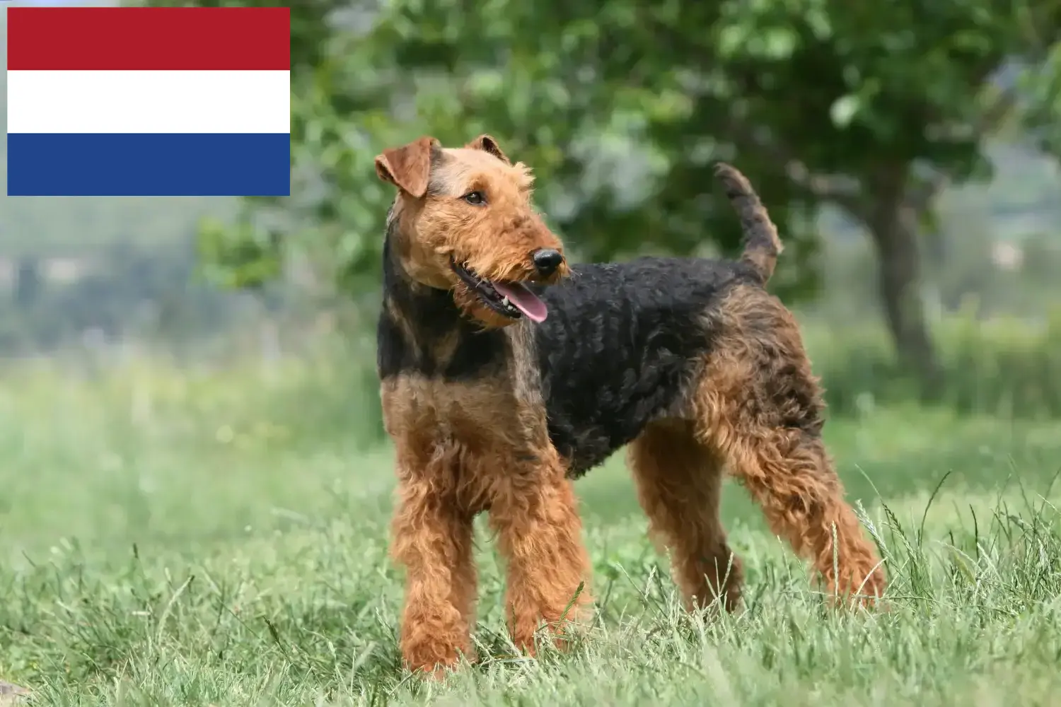 Airedale terrier kölykök és tenyésztők Hollandia Keresse meg az Airedale terrier tenyésztőket Hollandia területén.