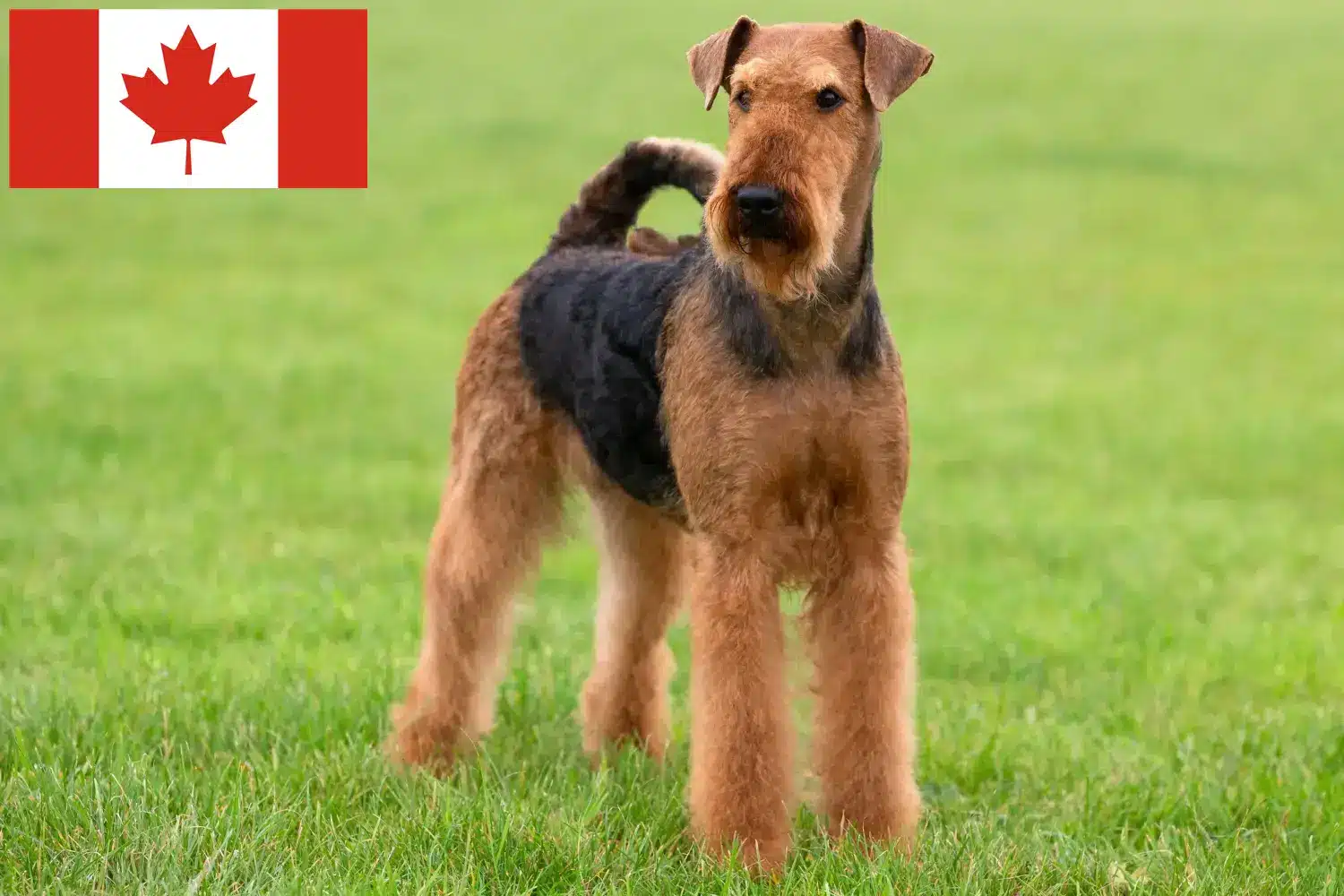 Airedale Terrier kölykök és tenyésztők Kanada Keress Airedale terrier tenyésztőket Kanadában.