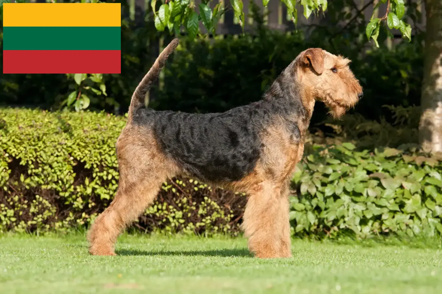 Airedale terrier kölykök és tenyésztők Litvánia Keress airedale terrier tenyésztőket Litvániában.