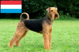 Read more about the article Airedale terrier tenyésztők és kölykök Luxemburgban