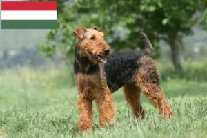Read more about the article Airedale terrier tenyésztők és kölykök Magyarországon