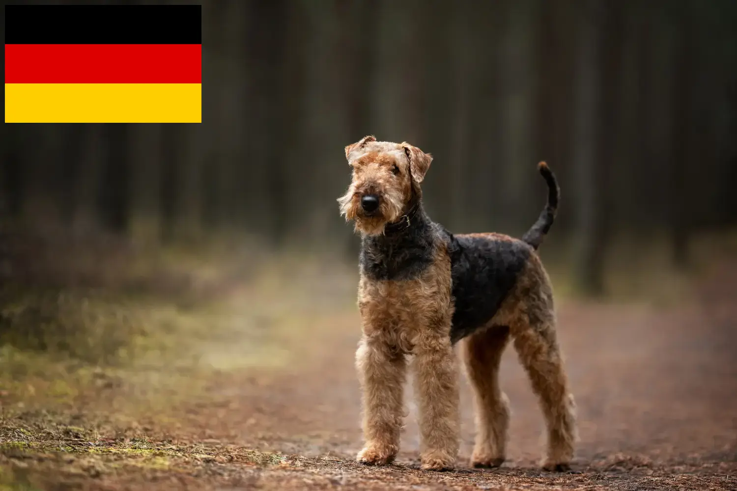 Airedale terrier kölykök és tenyésztők Németország Itt találhat Airedale terrier tenyésztőket Németországban.