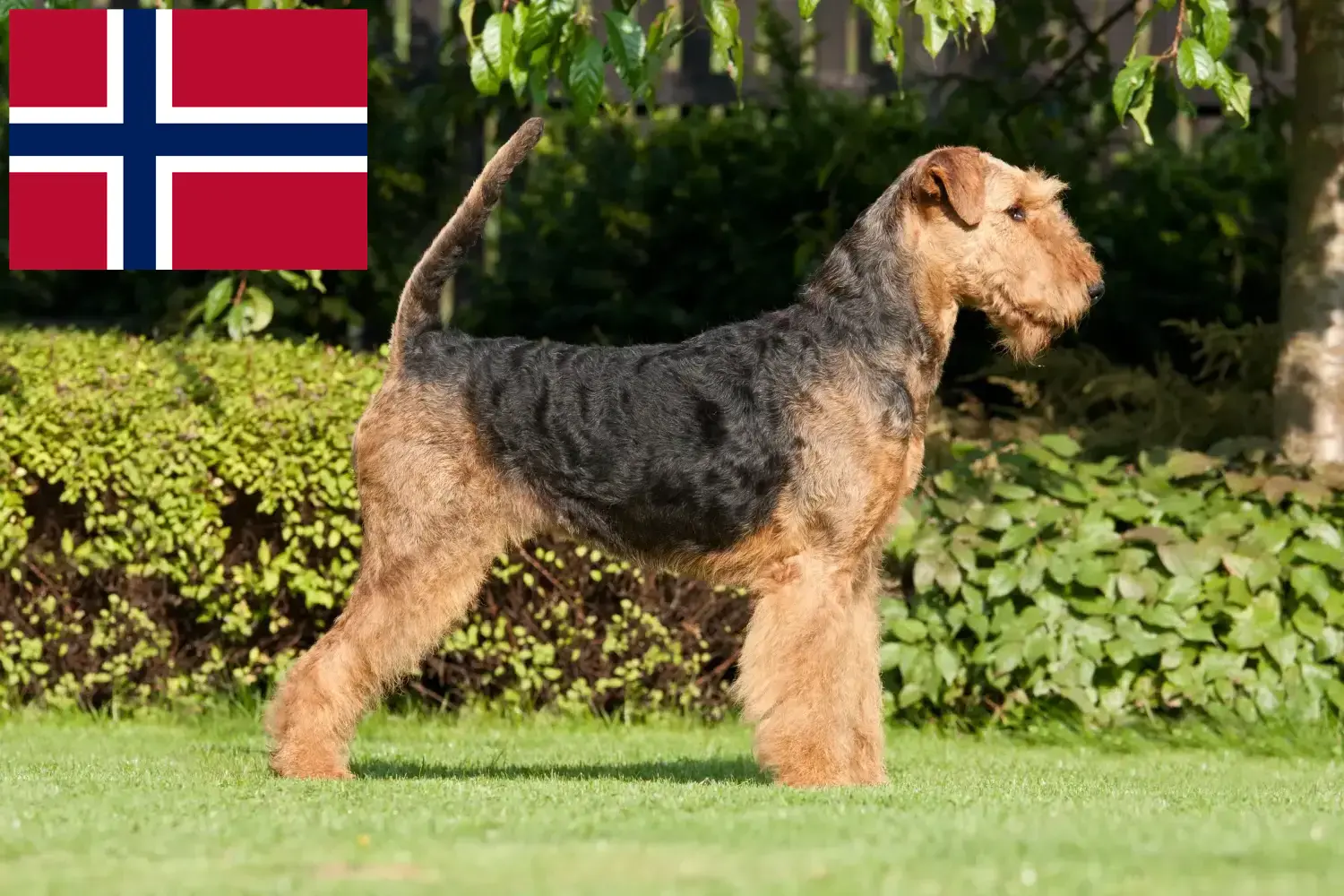 Airedale terrier kölykök és tenyésztők Norvégia Keress Airedale terrier tenyésztőket Norvégia területén.