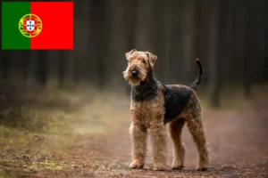 Read more about the article Airedale terrier tenyésztők és kölykök Portugáliában