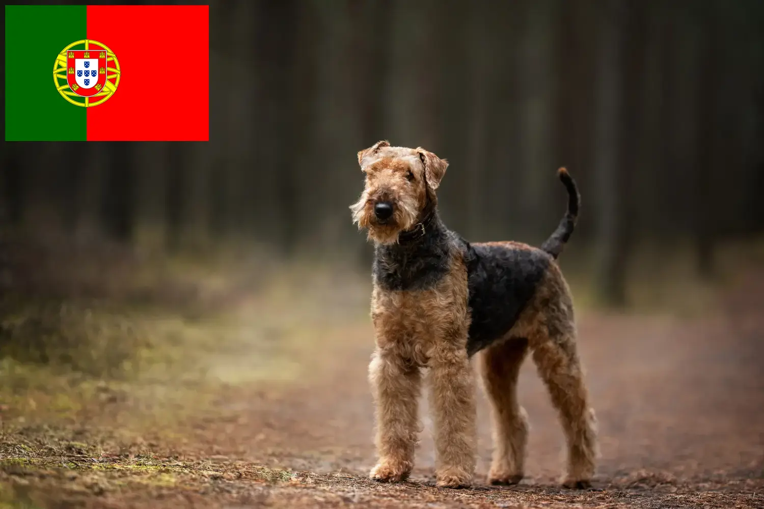 Airedale terrier kölykök és tenyésztők Portugália Keress Airedale terrier tenyésztőket Portugália területén.
