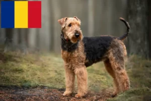 Read more about the article Airedale terrier tenyésztők és kölykök Romániában