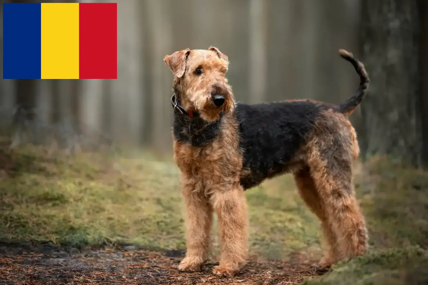 Airedale terrier kölykök és tenyésztők Románia Találj Airedale terrier tenyésztőket Románia területén.