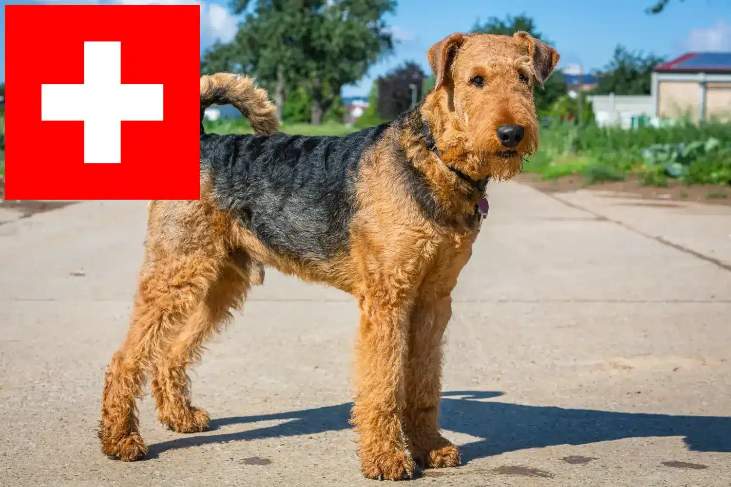Airedale terrier kölykök és tenyésztők Svájcban Itt találhat Airedale terrier tenyésztőket Svájcban.
