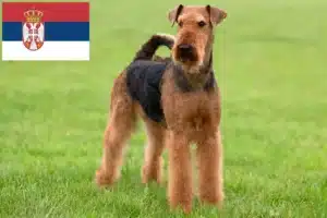 Read more about the article Airedale terrier tenyésztők és kölykök Szerbiában