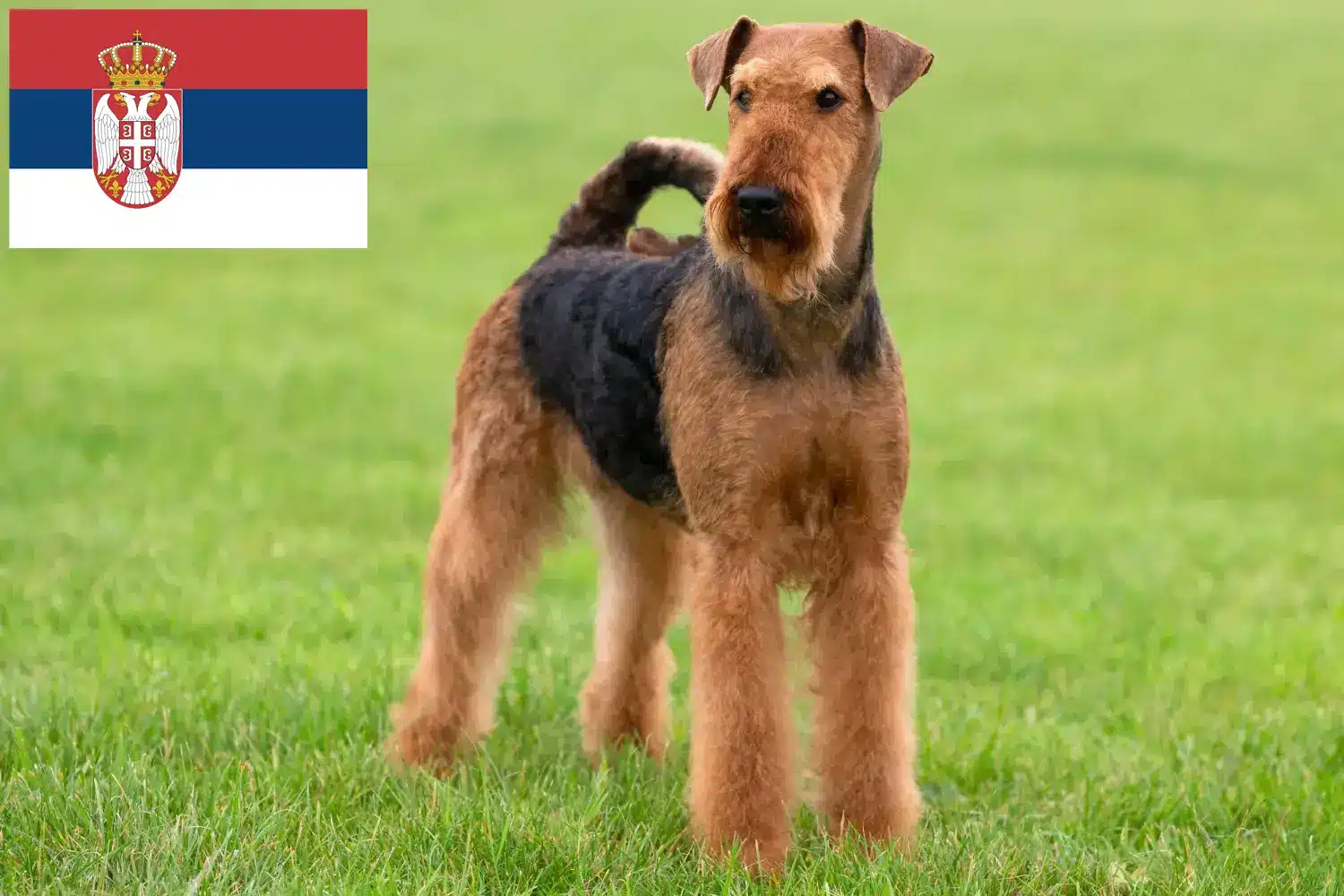 Airedale terrier kölykök és tenyésztők Szerbia Találj airedale terrier tenyésztőket Szerbiában.