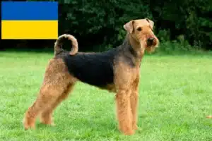 Read more about the article Airedale terrier tenyésztők és kölykök Ukrajnában