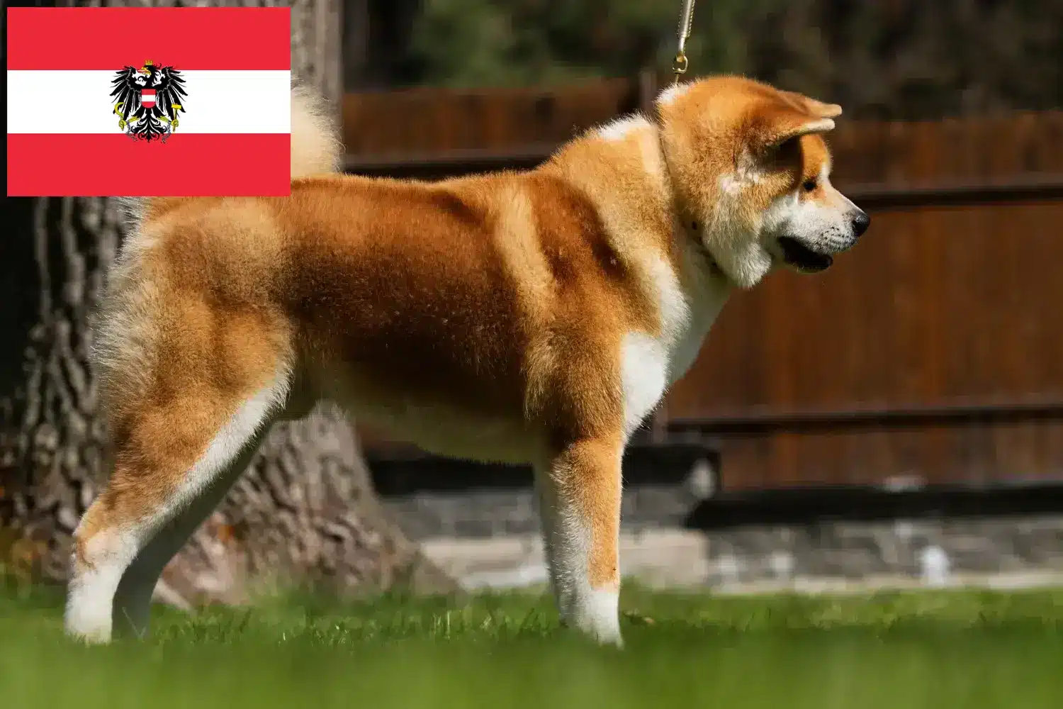 Akita kölykök és tenyésztők Ausztria Itt találhat Akitas tenyésztőket Ausztriában.