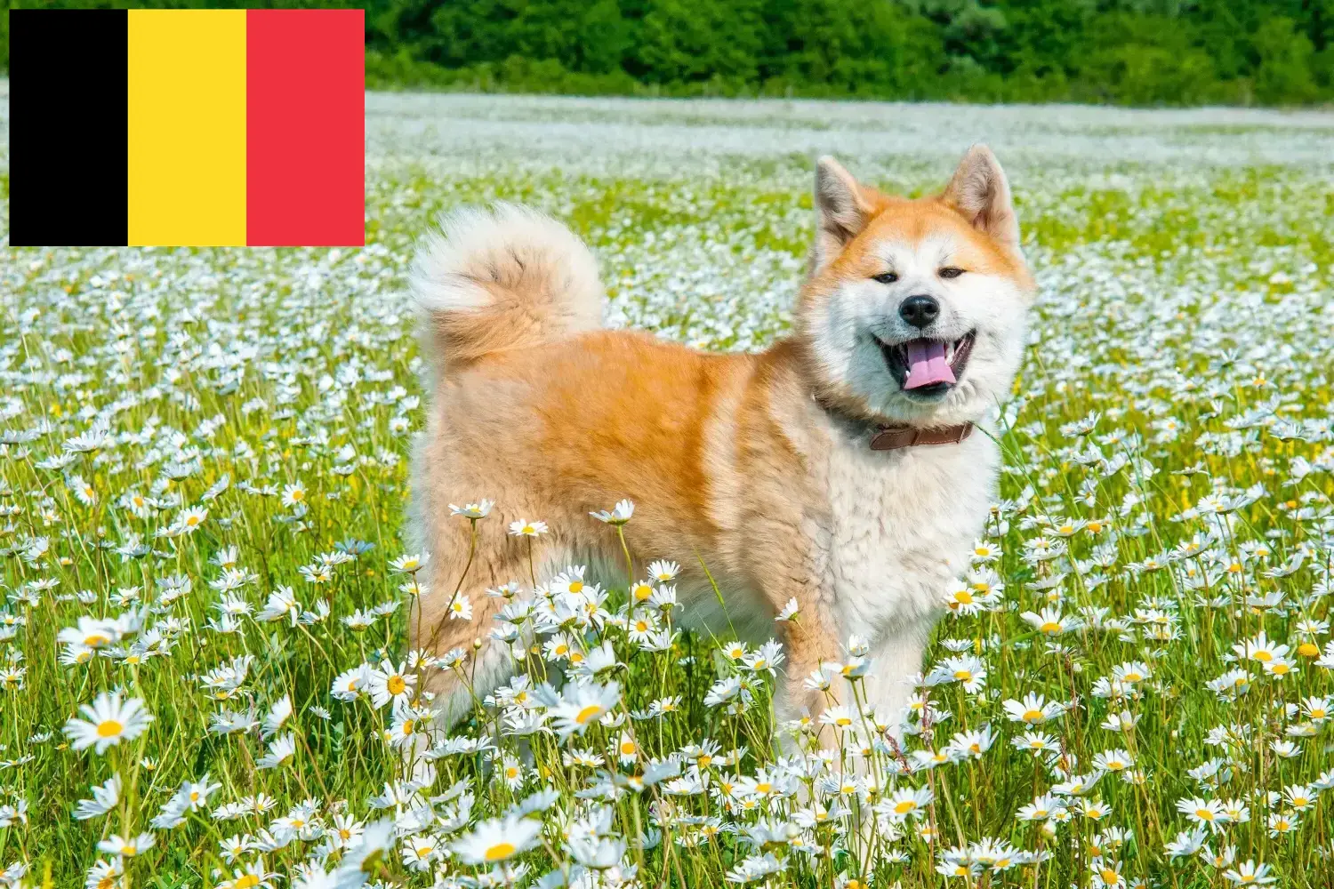 Akita kölyökkutyák és tenyésztők Belgium Itt találhat akitatenyésztőket Belgiumban.