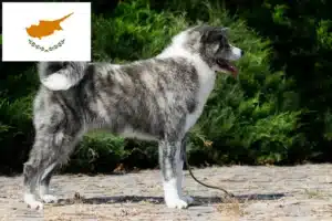 Read more about the article Akita tenyésztők és kölykök Cipruson
