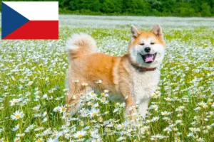 Read more about the article Akita tenyésztők és kölykök Csehországban