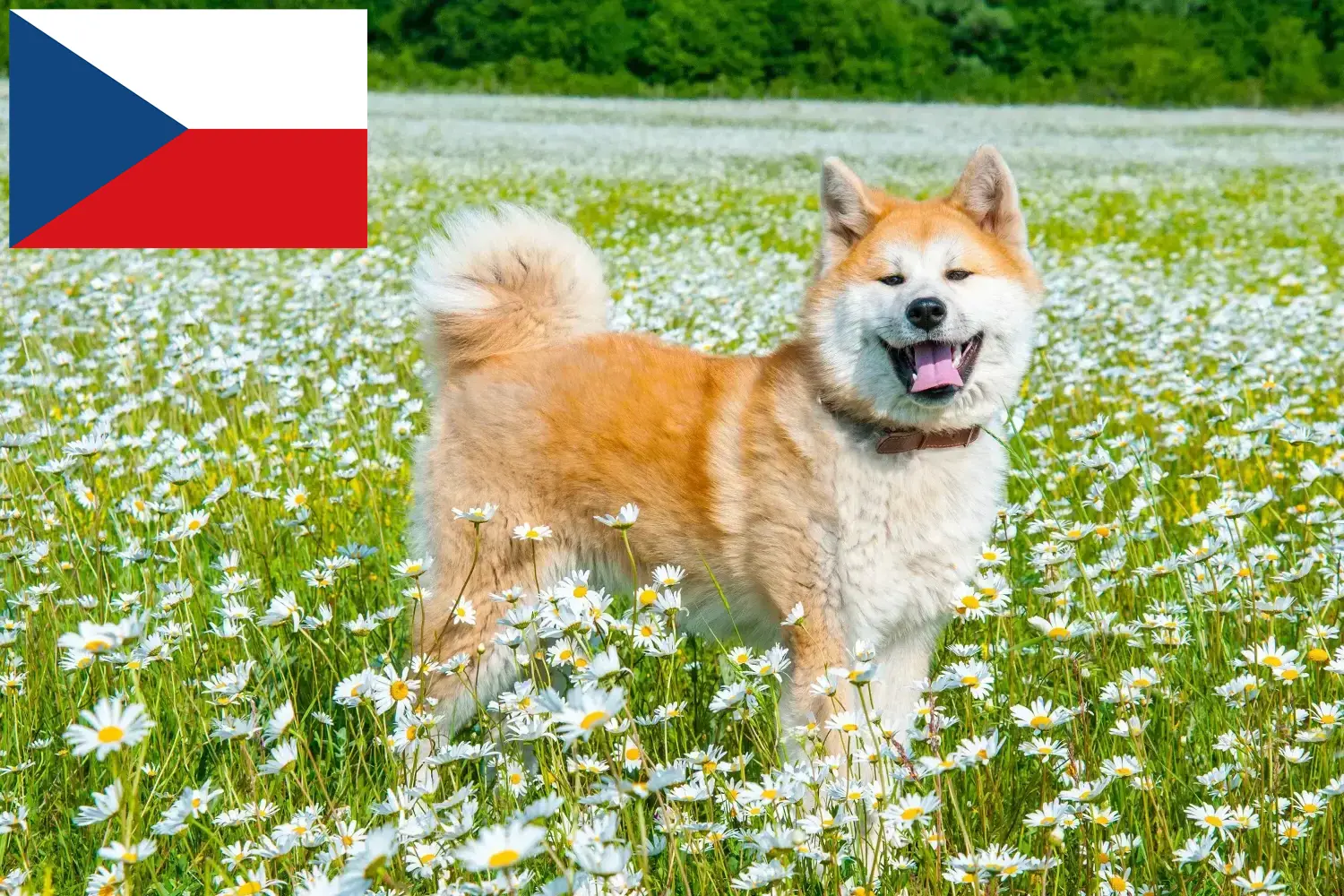 Akita kiskutyák és tenyésztők Csehország Itt találhat Akita tenyésztőket Csehországban.