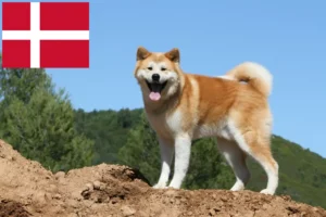 Read more about the article Akita tenyésztők és kiskutyák Dániában