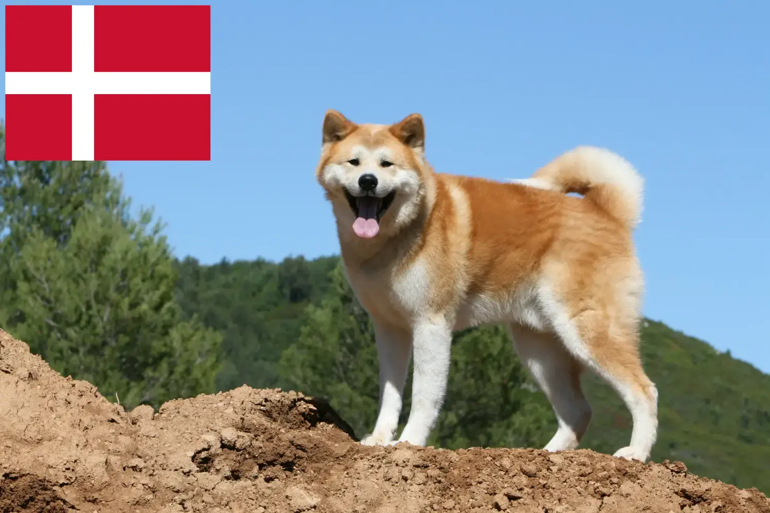 Akita kölykök és tenyésztők Dánia Itt megtalálja a dániai akita tenyésztőket.
