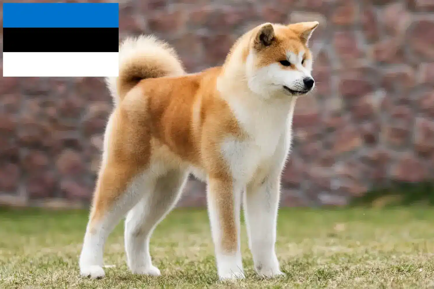 Akita kölyökkutyák és tenyésztők Észtországban Itt találhat Akitas tenyésztőket Észtországban.