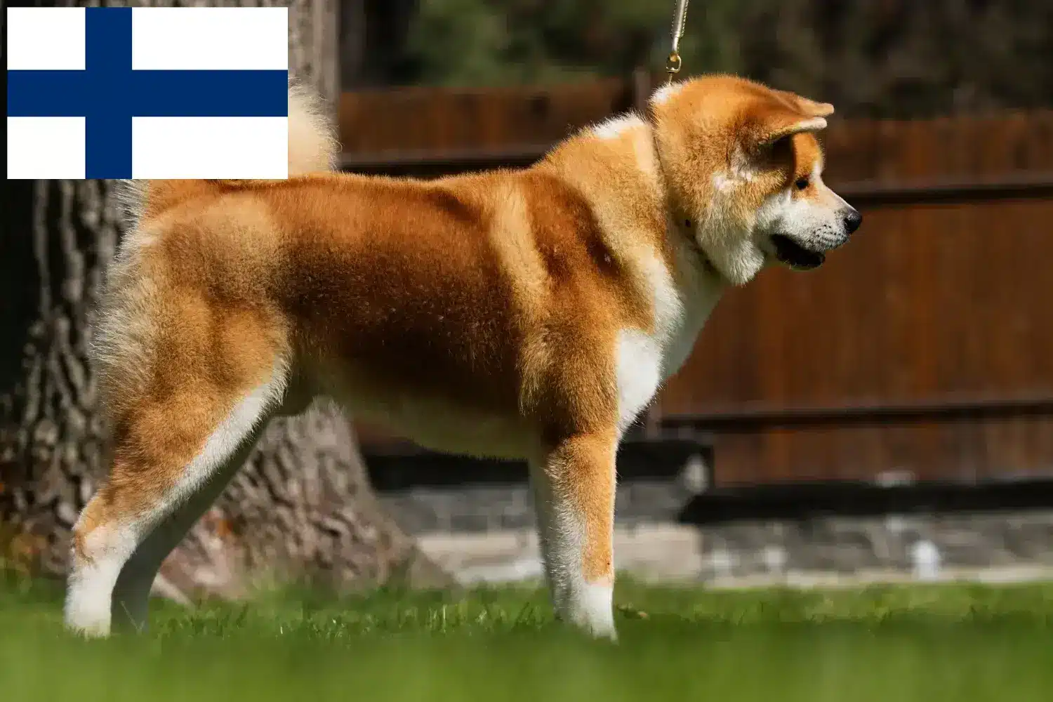Akita kiskutyák és tenyésztők Finnország Akita tenyésztőket Finnországban itt találsz.