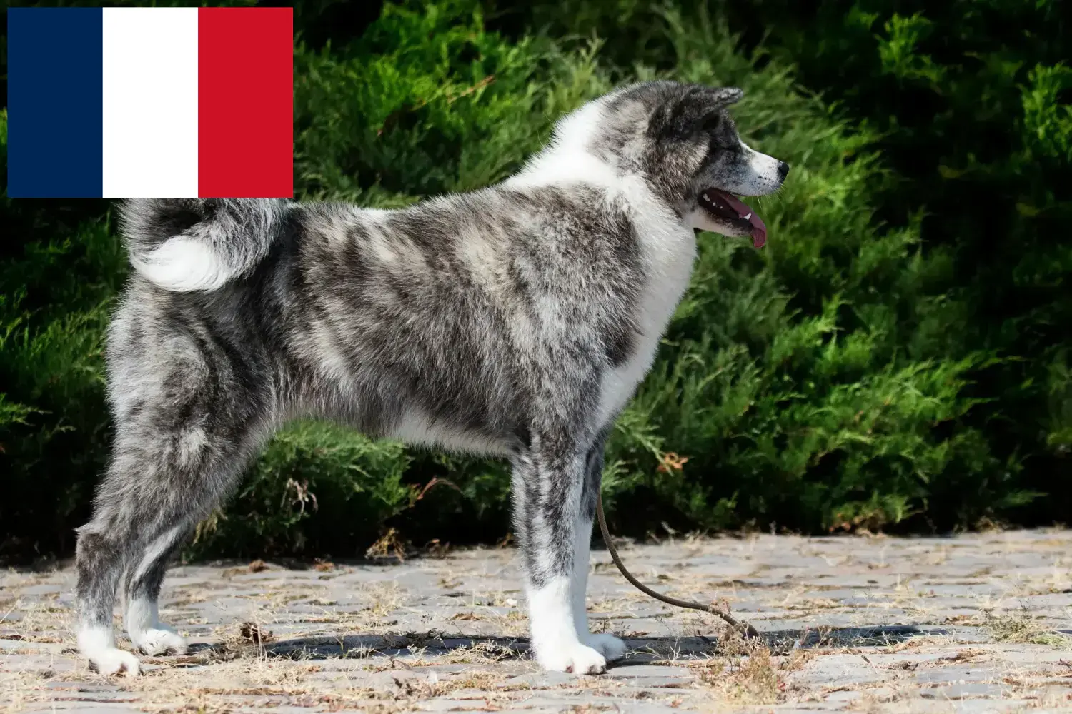 Akita kölykök és tenyésztők Franciaország Itt megtalálja a franciaországi akita tenyésztőket.