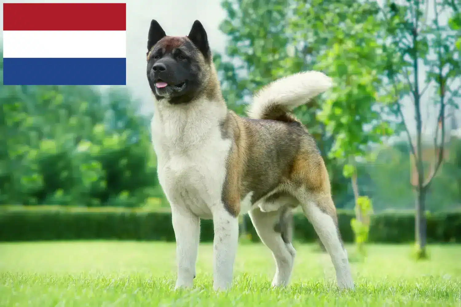 Akita kölykök és tenyésztők Hollandia Itt megtalálja a hollandiai akita tenyésztőket.