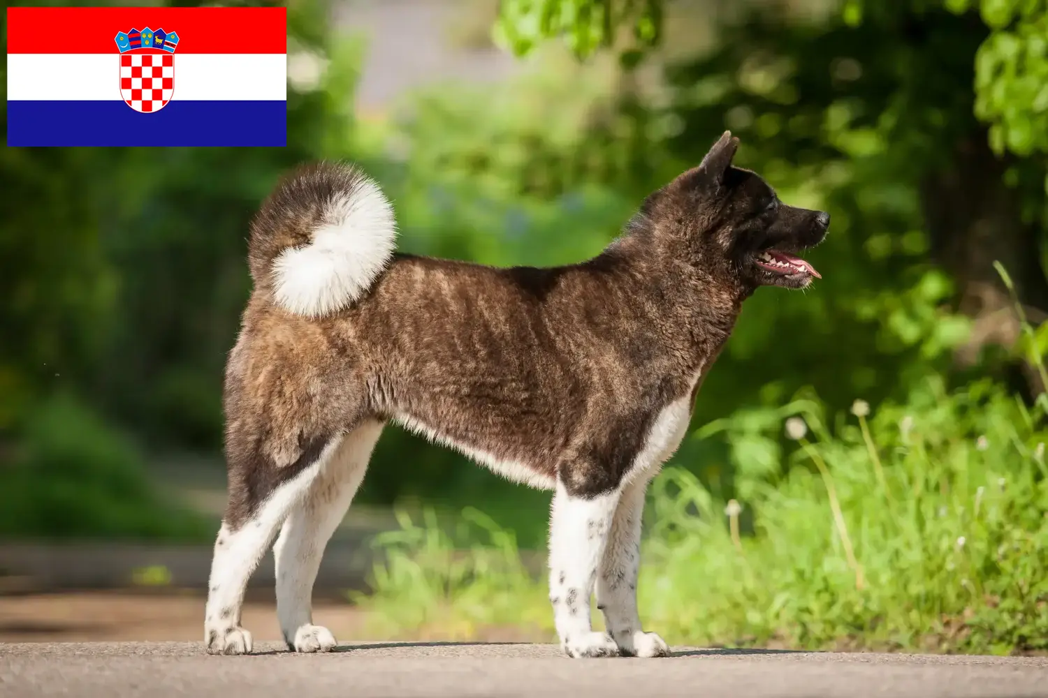 Akita kölyökkutyák és tenyésztők Horvátország Itt találhat Akitas tenyésztőket Horvátországban.
