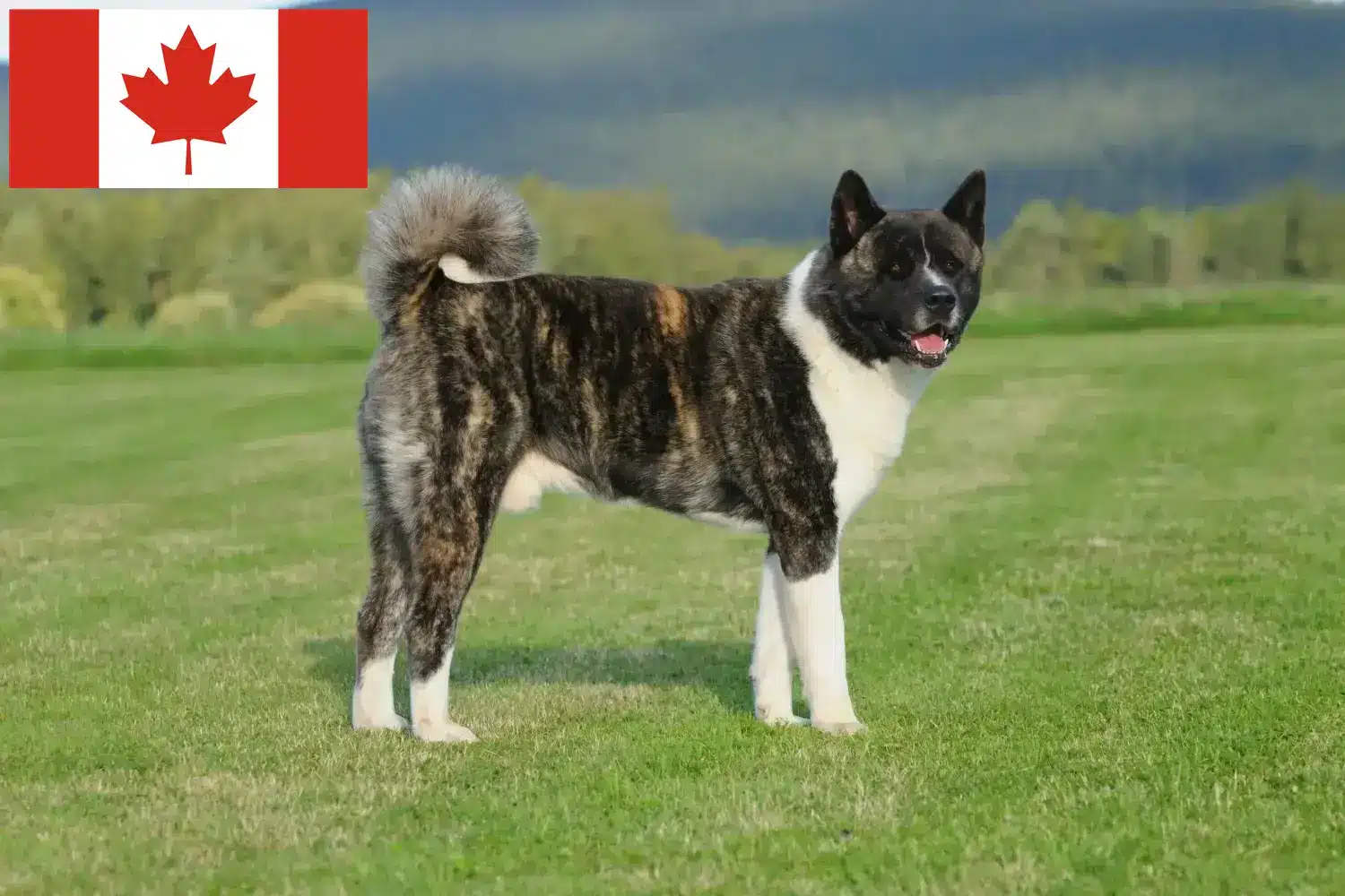 Akita kölykök és tenyésztők Kanada Akita tenyésztők Kanadában itt találhatók.