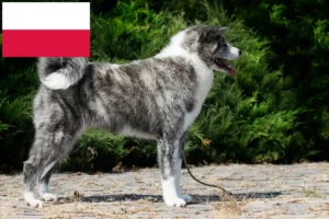 Read more about the article Akita tenyésztők és kölykök Lengyelországban