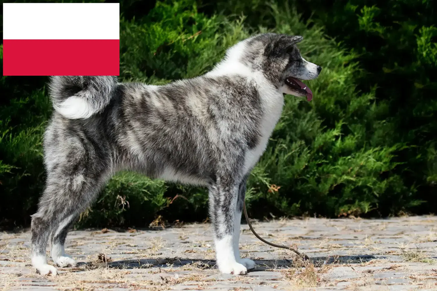 Akita kölykök és tenyésztők Lengyelország Itt találhat Akita tenyésztőket Lengyelországban.