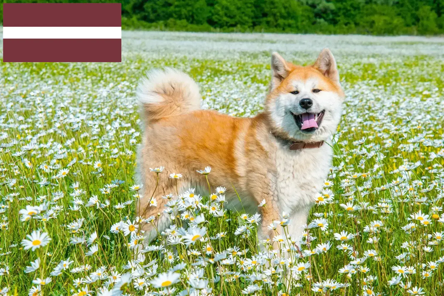 Akita kölykök és tenyésztők Lettország Itt találhat akitatenyésztőket Lettországban.