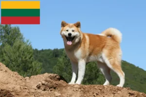 Read more about the article Akita tenyésztők és kölykök Litvániában